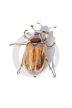 Cockchafer