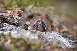 Cockchafer also called Maybug or doodlebug European beetle genus Melolontha family Scarabaeidae