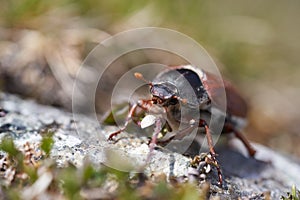 Cockchafer also called Maybug or doodlebug European beetle genus Melolontha family Scarabaeidae