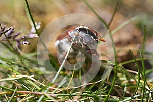 Cockchafer also called Maybug or doodlebug European beetle genus Melolontha family Scarabaeidae