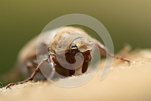 Cockchafer beetle Melolontha melolontha extreme close up. Macro photography.