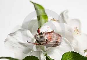 Cockchafer on blooming apple tree