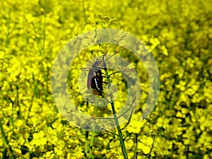 Cockchafer on colza flowers