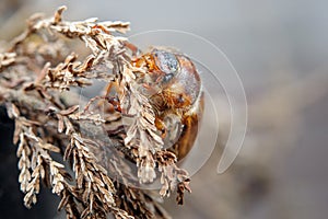 Cockchafer on dried plant. European beetle. Invertebrate pest