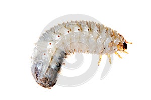 Larva 