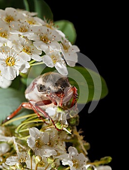 Cockchafer on hawthorn inflorescence