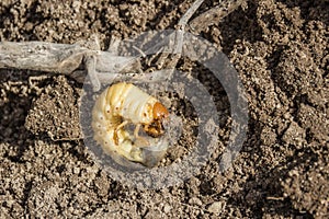 Cockchafer larva on the ground
