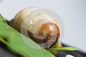 Cockchafer larva - white grubs