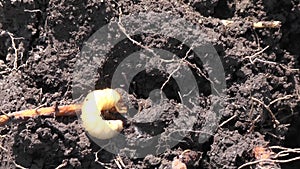 Cockchafer larvae is moving on the dry soil