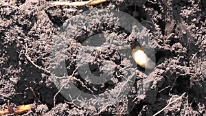 Cockchafer Larvae trying to hide under the soil