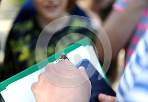 Cockchafer on a man's hand
