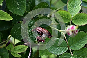 Cockchafer (May bug or doodlebug)