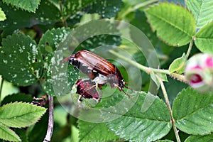 Cockchafer (May bug or doodlebug)