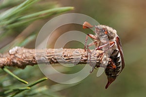 Cockchafer, May bug, doodlebug climbing
