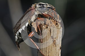 Cockchafer or May Bug