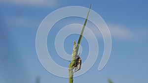 Cockchafer or May bug in natural environment