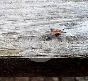 Cockchafer / May Bug 1