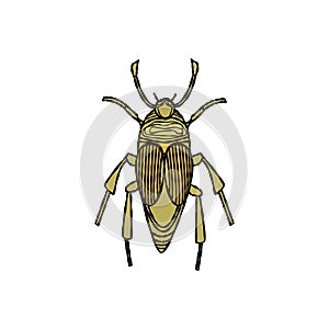 Cockchafer, maybug - vector illustration