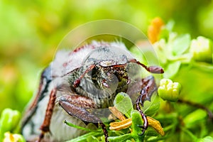 Cockchafer Melolontha May Beetle Bug Insect Macro