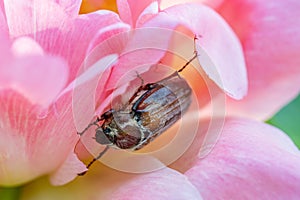 Cockchafer Melolontha May Beetle Bug Insect Macro Portrait. Maybug nibbles on a peony flower