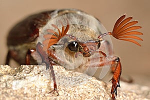 Cockchafer (Melolontha melolontha) with antennae spread