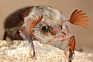 Cockchafer (Melolontha melolontha) with antennae spread photo