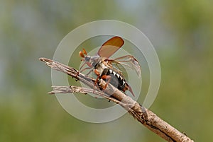 Cockchafer (Melolontha melolontha)