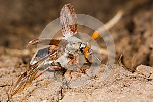 Cockchafer (Melolontha melolontha) at take off, in profile