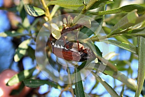 Cockchafer in a sea buckthorn