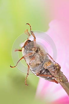 Cockchafer sitting on a pink flower