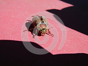 Cockchafer on the table. Cockchafer. Dorbeetle. Spring beetle in the garden