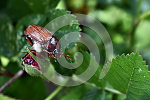 Cockchafer (May bug or doodlebug)