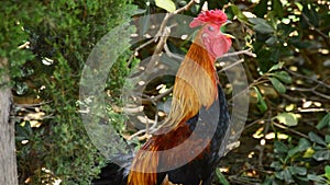 Cockcrow singing rooster with red crest