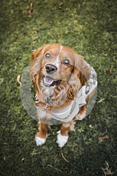 Cocker dog siting in the grass