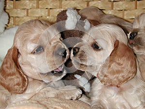 Cocker puppies interaction photo