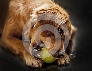 Cocker spain is playing with tennit ball. Golden very cute and lovely. Intelligent and loyalty. photo