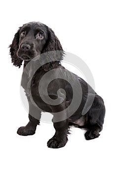 Cocker spaniel