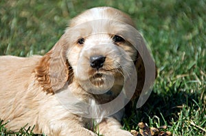 Cocker spaniel photo