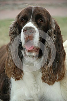 Cocker spaniel