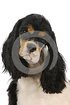 Cocker spaniel