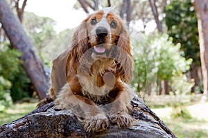 Cocker spaniel