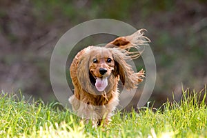 Cocker spaniel