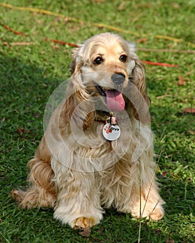 Cocker Spaniel