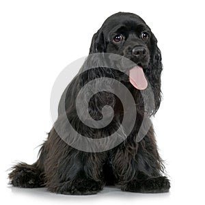 Cocker Spaniel