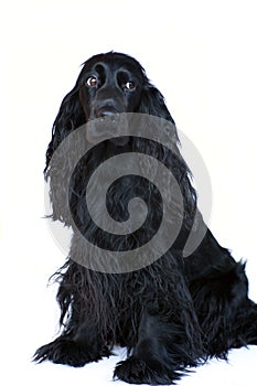 Cocker Spaniel 3