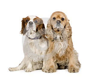 Cocker Spaniel (4 years) and a Cavalier King Charl