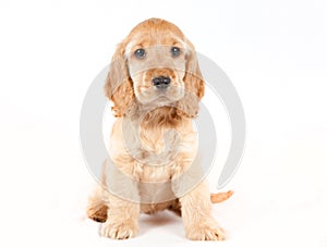 Cocker spaniel