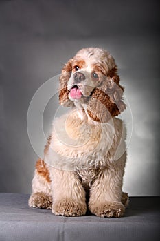 Cocker Spaniel