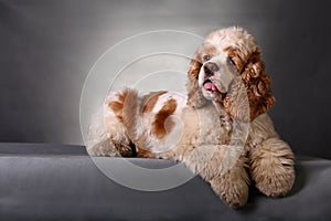 Cocker Spaniel