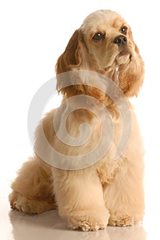 Cocker spaniel